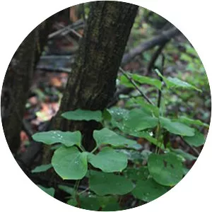 Smilax nipponica