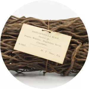 Smilax officinalis - 