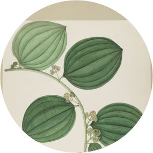 Smilax ovalifolia - 