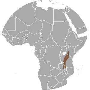 Smith's red rock hare