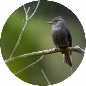Smoke-colored pewee