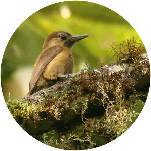 Smoky-brown woodpecker