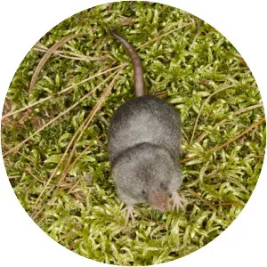 Smoky shrew