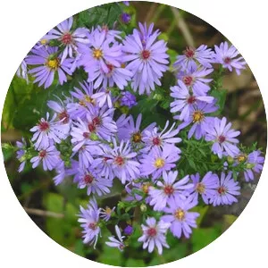Smooth aster