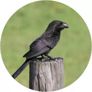 Smooth-billed ani