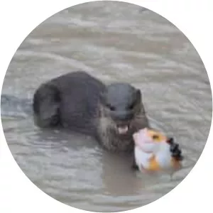 Smooth-coated otter - Animal