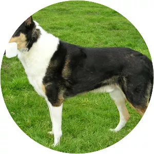Smooth Collie