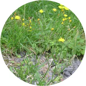 Smooth hawksbeard - 