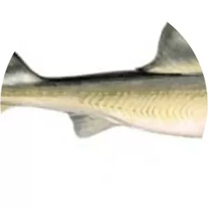 Smooth-hound - Sharks