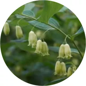 Smooth solomon's-seal