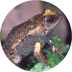 Smooth toadlet - Amphibian