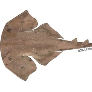 Smoothback angelshark