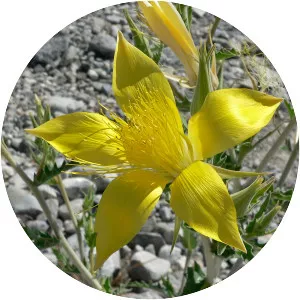 Smoothstem blazingstar