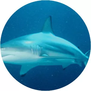 Smoothtooth blacktip shark