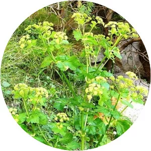 Smyrnium olusatrum - Plants