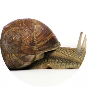 Snail