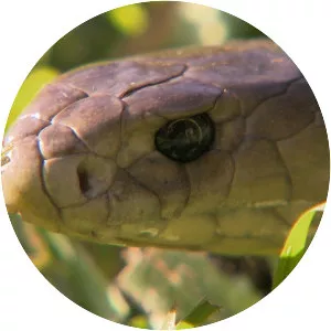 Snake Boss - Australian television series