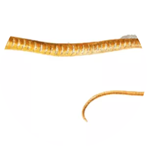Snake pipefish