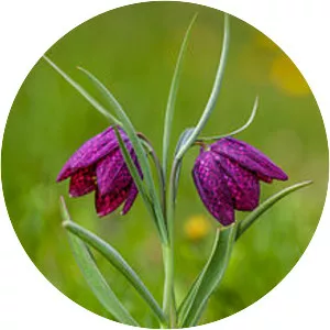 Snake's head fritillary - Plants