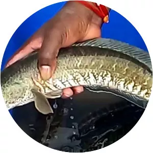 Snakehead murrel