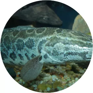 Snakehead