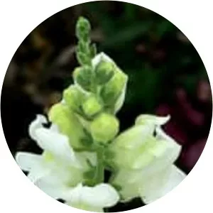 Snapdragon (Aslanağzı)