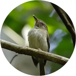 Snethlage's tody-tyrant