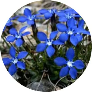 Snow Gentian