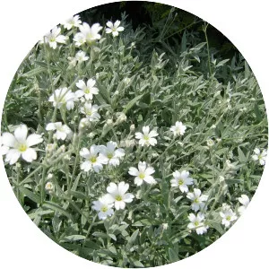 Snow-in-summer - Plants