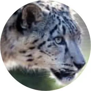 Snow Leopards of Leafy London - TV program