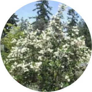 Snowbrush ceanothus