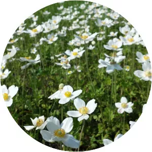 Snowdrop anemone