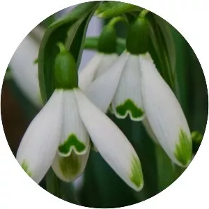 Snowdrop - Plants