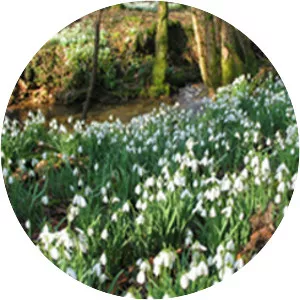 Snowdrop Valley - 