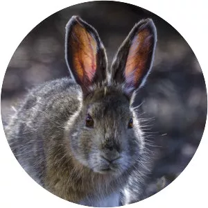 Snowshoe hare