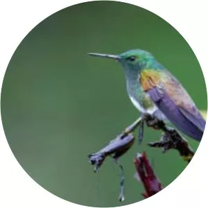 Snowy-bellied hummingbird