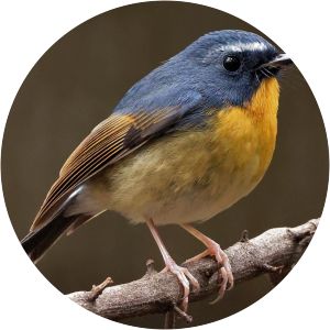 Snowy-browed flycatcher - Birds