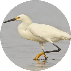 Snowy egret