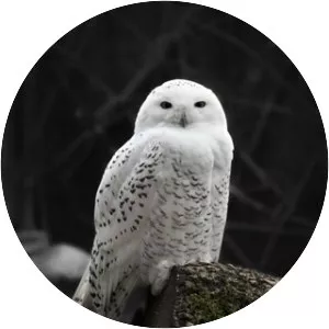 Snowy owl