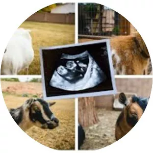 So Many Babies - Book by Lorna Crozier