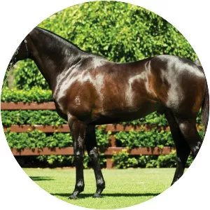 So You Think - Horse