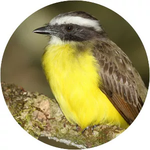 Social flycatcher - Bird