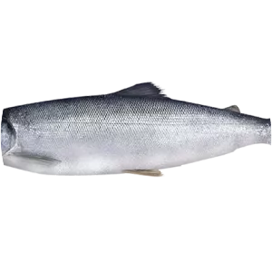 Sockeye salmon - Fish