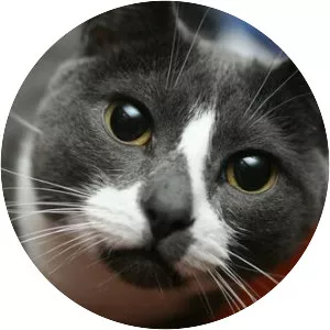 Sockington - Domestic cat