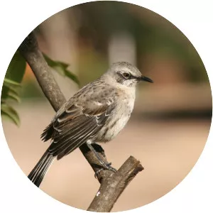 Socorro mockingbird - Bird