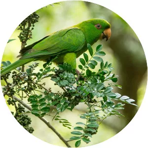 Socorro parakeet - 