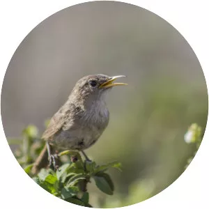 Socorro wren - Bird