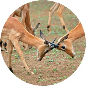 Soetdoring Nature Reserve - 