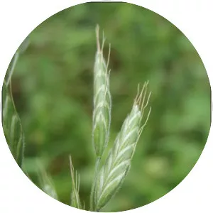 Soft brome - Plants