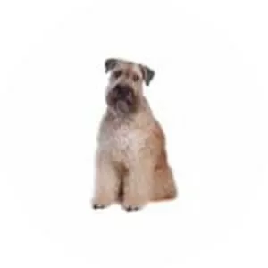 Soft-coated Wheaten Terrier